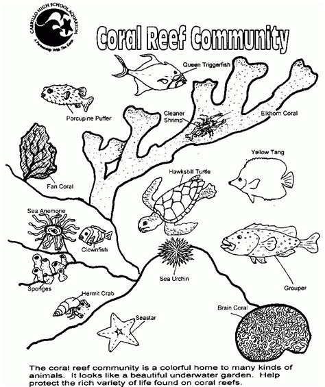 Food Web Coloring Pages Coloring Home