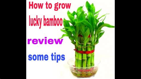 How To Grow Lucky Bamboo By Cutting Fun Gardening 14 July 2019
