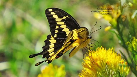 Giant Swallowtail A Stunning Butterfly Birds And Blooms
