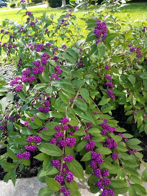Callicarpa Aka American Beautyberry Plant Images Plant Pictures
