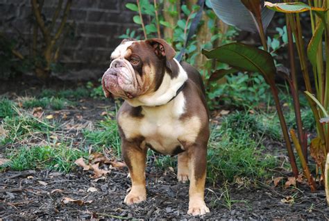 Our chocolate and tan tri bulldog lexi has given birth naturally to quality puppies. Chocolate English Bulldog Chocolate Tri Bulldog Huu clear ...
