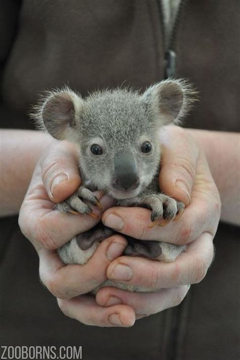 What Do Baby Koalas Eat