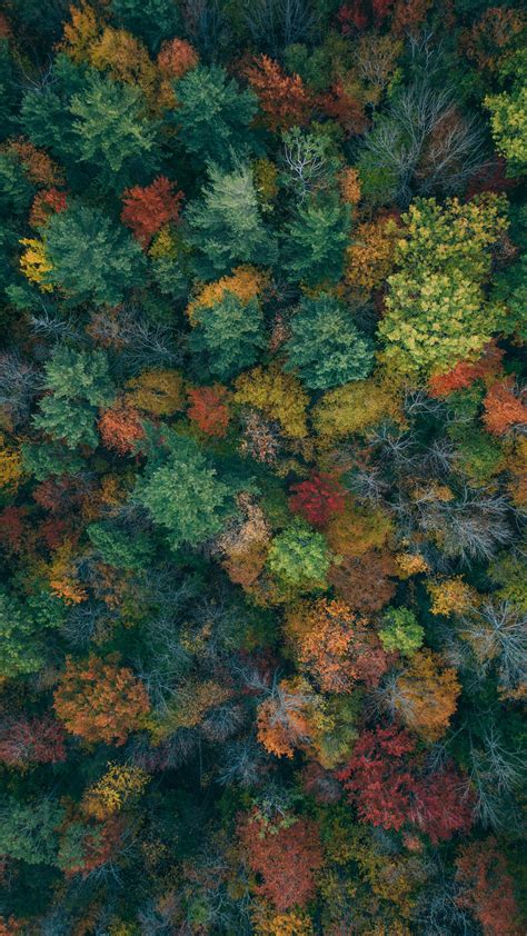 Download Wallpaper 1440x2560 Trees Aerial View Autumn Autumn Colors