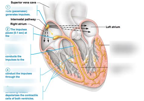 Figure Intrinsic Conduction System Of Heart Diagram Quizlet