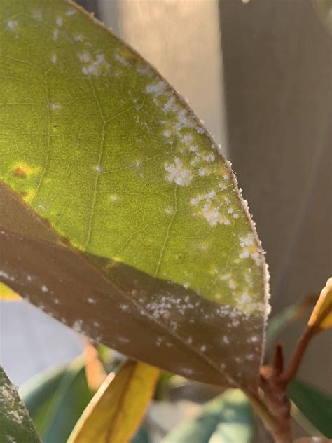 Diagnosis What Is This White Stuff On My Magnolia Leaves And Can It