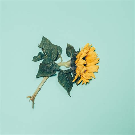 Sunflower On Green Background Minimalism Art Stock Photo Image Of