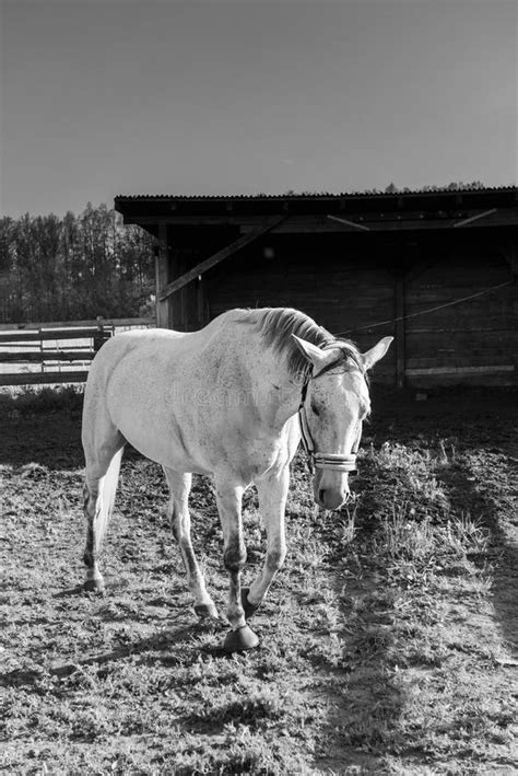 Beautiful White Horse With Bridle In A Farm Stock Photo Image Of