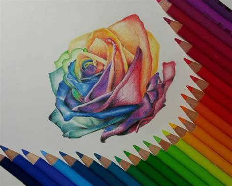 Rose Color Pencil Drawing By Gaby Sabbagh 25