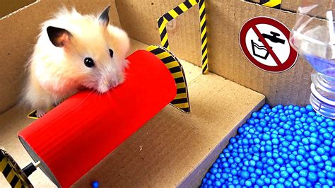 Epic Hamster Maze Youtube