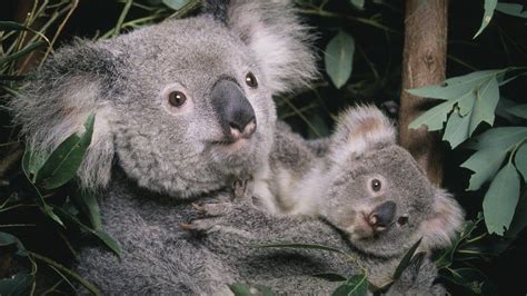 Koalas Australia Lists Marsupial As Endangered Species Bbc News