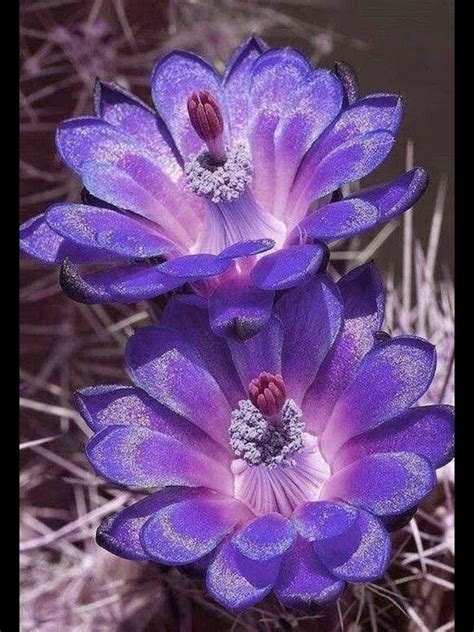 Gorgeous Purple Flowers Unusual Flowers Rare Flowers Flowers