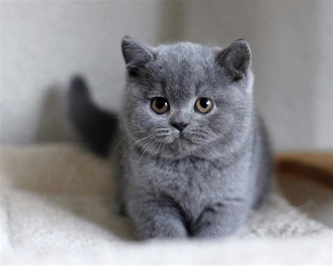 Shorthair Adorable British Kittenadorable British Shorthair Kitten
