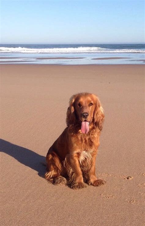 Mar 24, 2016 · though lip fold bacteria can form any time of year (as is the case with my cocker spaniel), dogs can also develop lip fold dermatitis on and around their lips simply due to saliva accumulation. Pin on Doggies