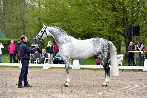 Fairbanks Is A 9 Year Old Registered Grey Oldenburg Stallion Who Stands