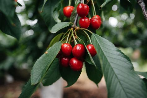How To Grow Cherry Trees Tips For Growing Cherries From Pits 2024