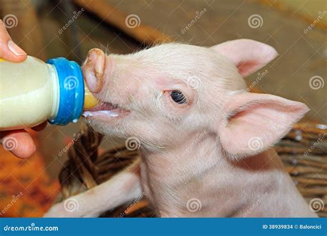 Bottle Feed Piglet Stock Photo Image Of Piglet Domestic 38939834