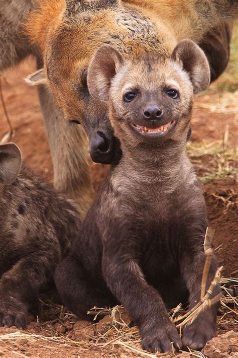 22 Adorable Photos Of Smiling Animals These Will Make You Smile