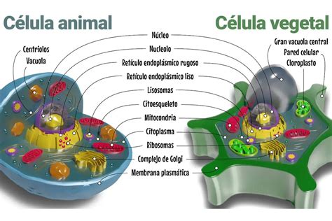 Diferencia Entre Una Célula Animal Y Una Célula Vegetal