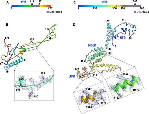 Cryo Em Structure Of Human Adenovirus D26 Reveals The Conservation Of