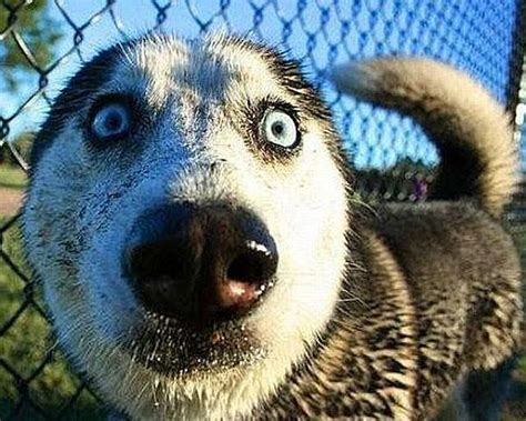 20 Cute And Funny Dog Face Images That Will Kill Stress And Make You Happy