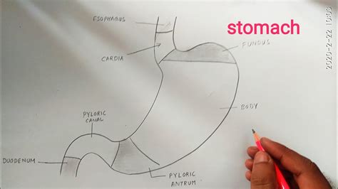 How To Draw Stomach Anatomy Youtube