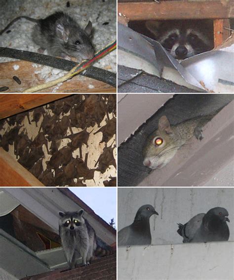Has over 20 years experience serving residential & commercial customers in suffolk county & nassau county in ny. Nassau County Animal Removal - Raccoon, Rodent, Bird ...