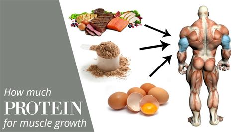 The Science Behind Daily Protein Intake To Maximize Muscle Growth Youtube