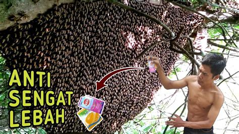 Inilah Anti Sengat Lebah Gal4k Ribuan Tawon Liar Pasrah Saat Dipanen
