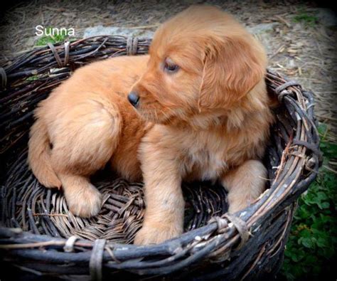 These beautiful and loyal dogs will be an amazing asset to any family. AKC Golden Retriever Female Puppies for Sale in Lexington ...