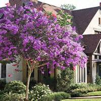 Check spelling or type a new query. Crepe Myrtle Varieties for Virginia - Ken Matthews Garden ...