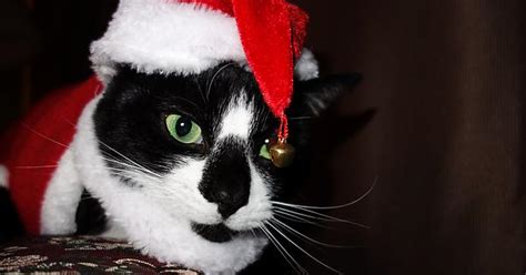 The Grumpiest Christmas Cat Imgur