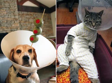 Photos Of Pets Wearing The Cone Of Shame Sadbut So Cute