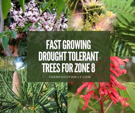 4 Best Fast Growing Drought Tolerant Trees For Zone 8