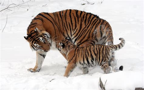 Wallpaper Tiger Wildlife Winter Snow Nature 2560x1600 Wackobot