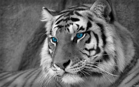 White Tigers White Bengal Tiger Hd Wallpaper Pxfuel