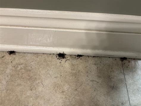 Cowleys Pest Services Pests We Treat Photo Album Ants Invading Doctors Office In Edison Nj