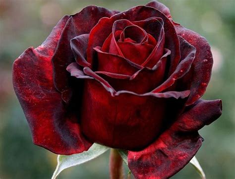 Image Gallery Like Beautiful Red Rose