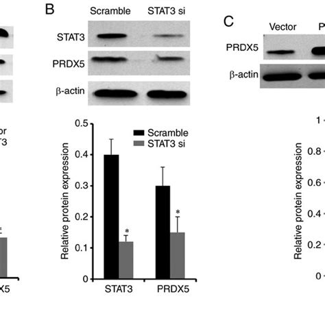 Stat3 Mediates The Regulation Of Prdx5 Expression A Stat3 Protein