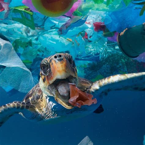 How Plastic In The Ocean Is Affecting Our Aquatic Life Na Eye
