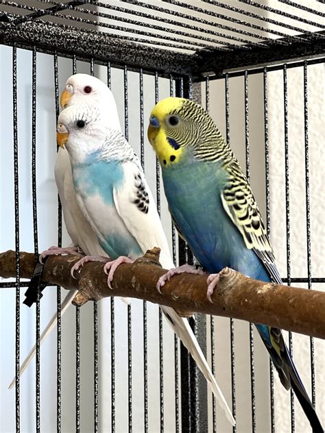 Parakeet Baby Budgie Parakeets For Sale Birds For Sale Price
