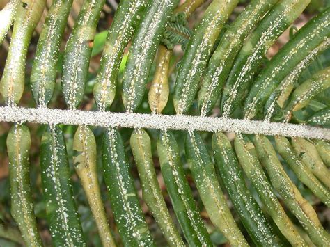 Well in plants it is mostly structure but also protection. Pest uses plant hairs for protection: Trichomes save ...