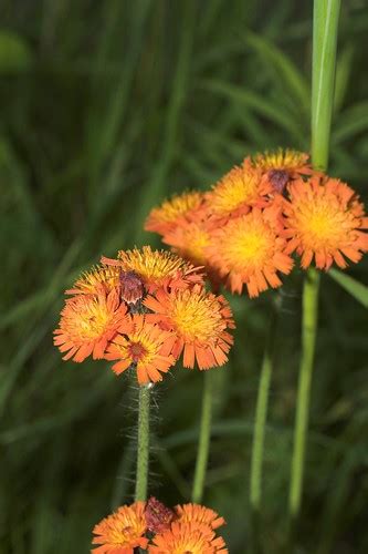 Devils Paintbrush Orange Hawkweed Hieracium Aurantiacu Flickr