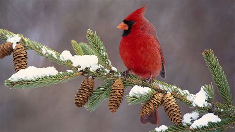 Backgrounds For Winter Cardinal Wallpaper Winter Bird Animal