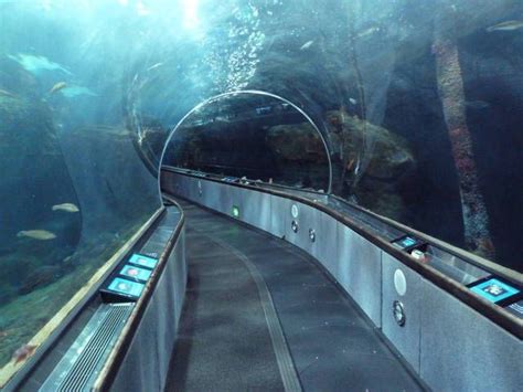 Under The Bay Walk Through Tunnel Aquarium Of The Bay Gallery