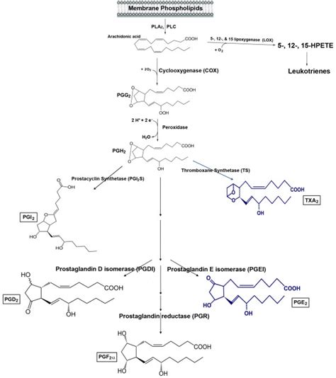 A Schematic Representation Of The Arachidonic Acid Metabolism Pathway
