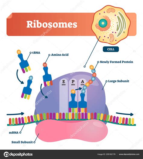 Ilustración Vectorial De Ribosomas Esquema Anatómico Y Médico