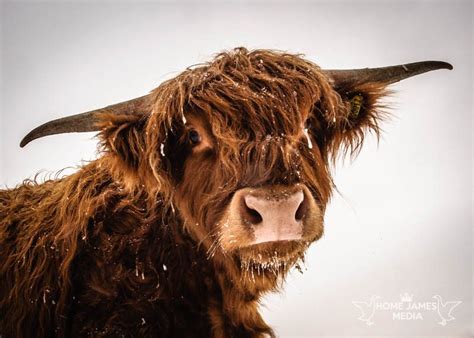 Highland Cow In Winter Lincolnshire Landscape Photography Home