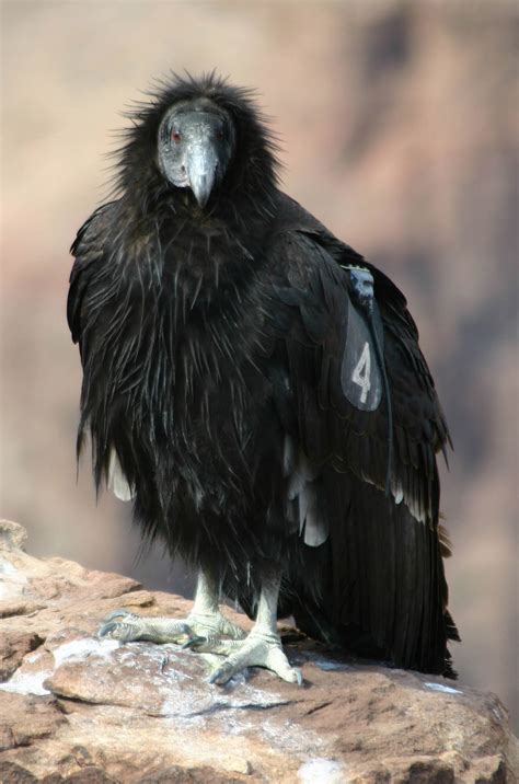 California condors reach sexual maturity when they are 5 to 7 years of age. Environmental group renews call for ban on lead ammunition in condor's range - Arizona Capitol Times