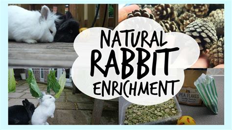 natural rabbit enrichment youtube