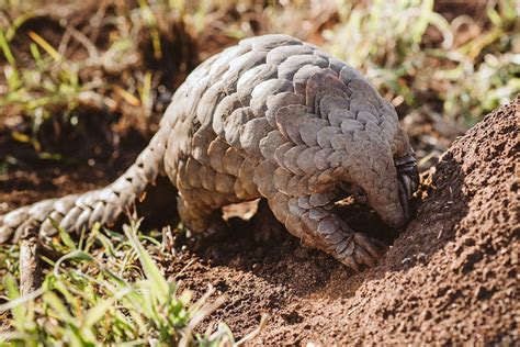 Pangolin assigns lineages to query sequences as described in rambaut et al 2020. Cory: la rehabilitación de un pangolín rescatado del ...